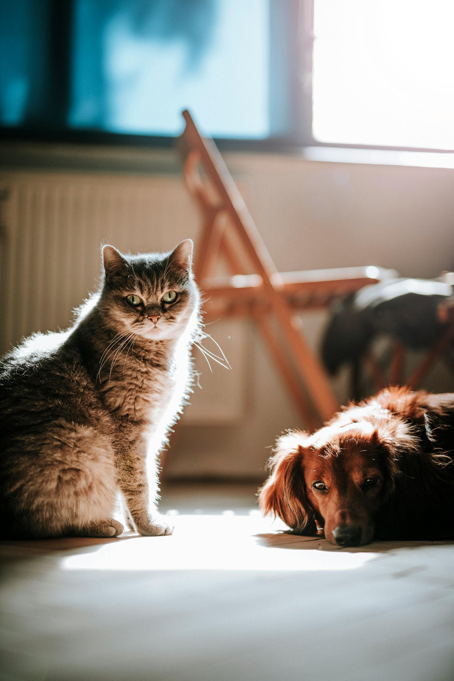 Un chat et un chien qui attendent de se faire couper les griffes - Paw Corner Shop