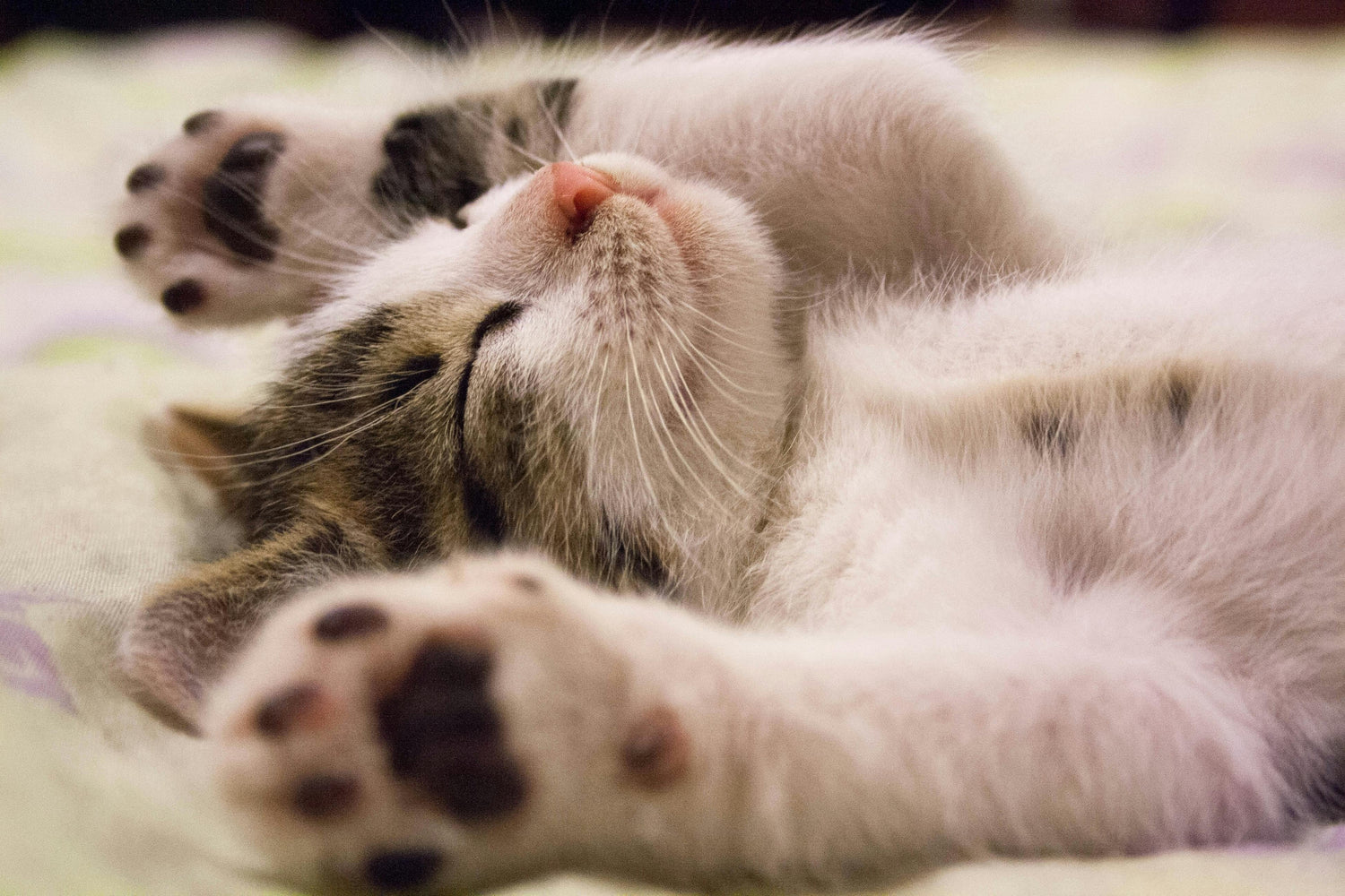 Petit chat relaxé grâce au coupe griffes pour animaux - Paw Corner Shop